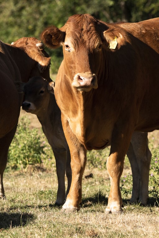 carne de ternera del Pirineo de primera calidad