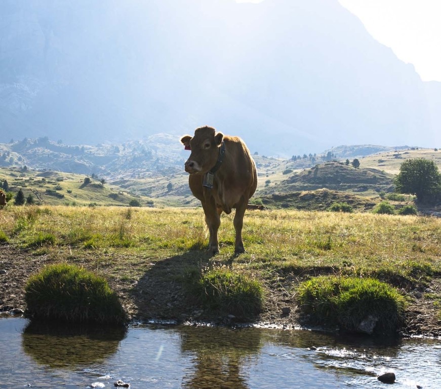 vaca productora de carne del Pirineo